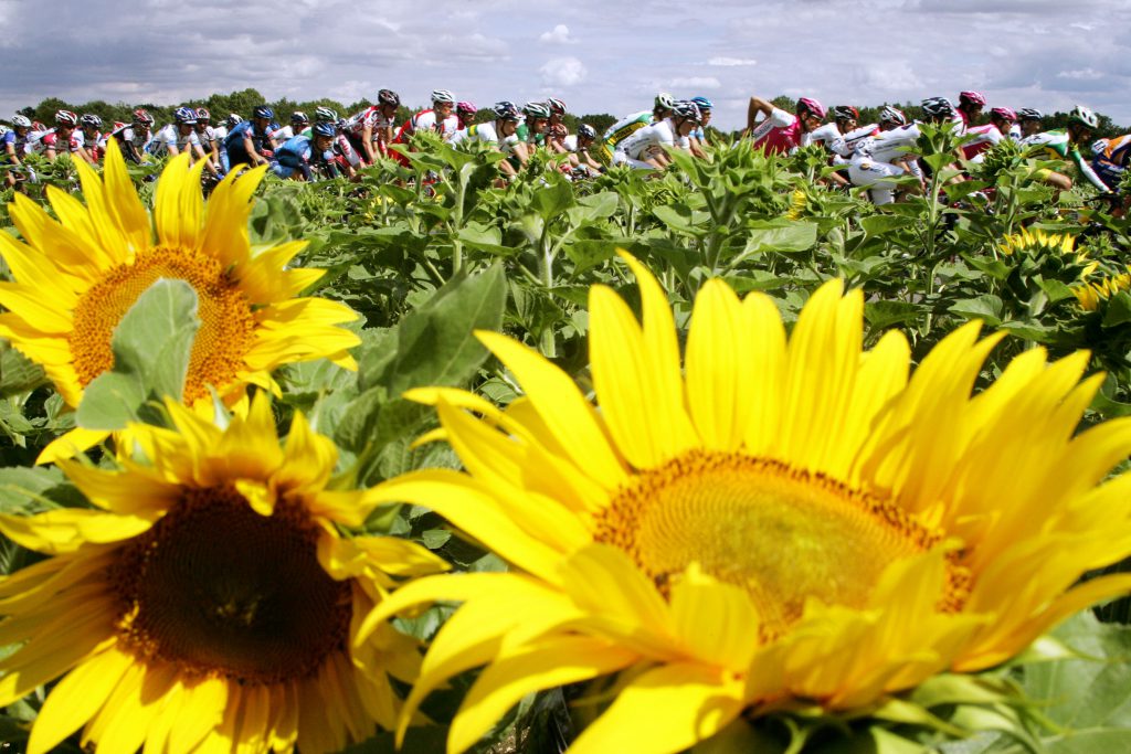 Cyclist ride past a field of sunflowers during the sixth stage of the 91st Tour de France cycling race between Bonneval and Angers, 09 July 2004. AFP PHOTO JOEL SAGET (Photo credit should read JOEL SAGET/AFP/Getty Images)