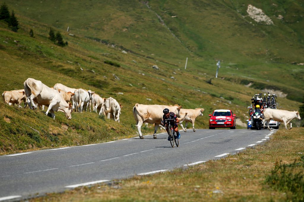 CAUTERETS, FRANCE - JULY 15: Warren Barguil of France and Team Giant-Alpecin takes evasive action on the downhil of the Col du Tourmalet as cattle cross the road during stage eleven of the 2015 Tour de France, a 188 km stage between Pau and Cauterets, on July 15, 2015 in Cauterets, France. (Photo by Doug Pensinger/Getty Images)